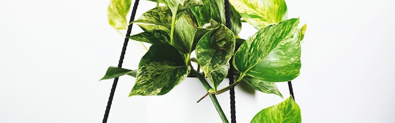 曼城足球俱乐部队徽